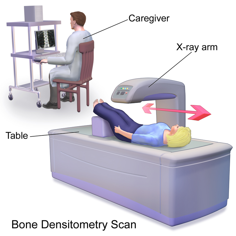 800px-blausen_0095_bonedensitometryscan.png