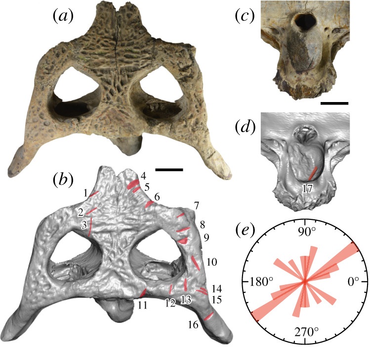 chop_marks_left_on_hanyusuchus_sinensis_xm_12-1557.jpg